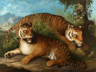 Tigres du Bengale royal